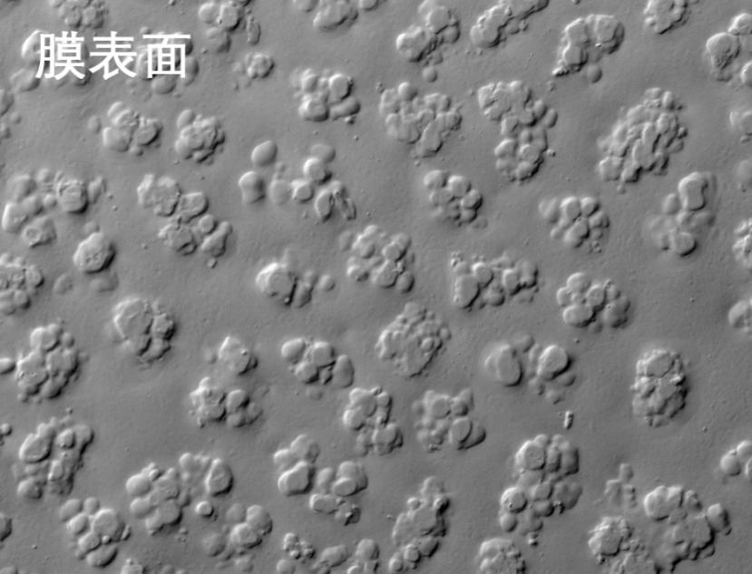 香蕉视频链接烧结管式膜电镜照片